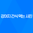 강아지 간식 먹는 사진, 귀여워! 강아지 커플 39