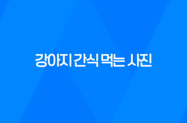 강아지 간식 먹는 사진, 귀여워! 강아지 커플 11