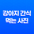 강아지 간식 먹는 사진, 귀여워! 강아지 커플 39