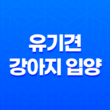유기견 강아지 입양부터 성장까지 '강아지와 산다는 것' 39
