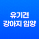 유기견 강아지 입양부터 성장까지 '강아지와 산다는 것' 39