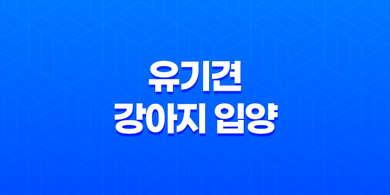 유기견 강아지 입양부터 성장까지 '강아지와 산다는 것' 8 유기견 강아지 입양부터 성장까지 '강아지와 산다는 것' 7