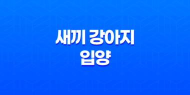 새끼 강아지 입양 어느새 벌써 한살! 입양한지 7개월, 강아지들은 한살이 되었어요. 57