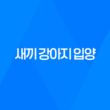 새끼 강아지 입양 어느새 벌써 한살! 입양한지 7개월, 강아지들은 한살이 되었어요. 41