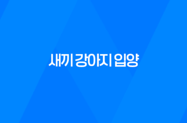 새끼 강아지 입양 어느새 벌써 한살! 입양한지 7개월, 강아지들은 한살이 되었어요. 7