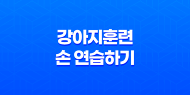 강아지훈련 손 연습하기 - 새끼 강아지 훈련 시키는 방법 39