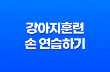 강아지훈련 손 연습하기 - 새끼 강아지 훈련 시키는 방법 26 강아지훈련 손 연습하기 - 새끼 강아지 훈련 시키는 방법 25