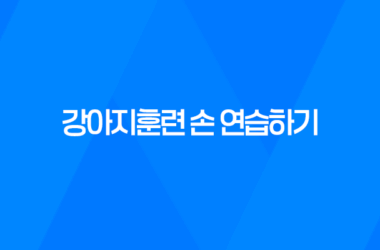강아지훈련 손 연습하기 - 새끼 강아지 훈련 시키는 방법 17