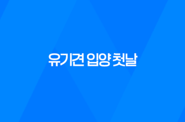 유기견 입양 첫날, 두 마리와 함께하는 행복한 시작! 9
