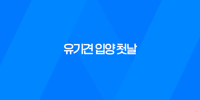 유기견 입양 첫날, 두 마리와 함께하는 행복한 시작! 8 유기견 입양 첫날, 두 마리와 함께하는 행복한 시작! 7