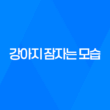 더위에는 강아지들도 못참아요 - 강아지 잠자는 모습 43