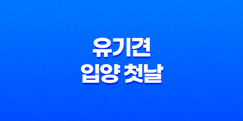 유기견 입양 첫날, 두 마리와 함께하는 행복한 시작! 8 유기견 입양 첫날, 두 마리와 함께하는 행복한 시작! 7