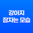 더위에는 강아지들도 못참아요 - 강아지 잠자는 모습 43