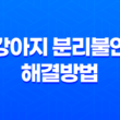 강아지 두마리 키우기, 강아지 분리불안 해결방법 33