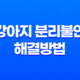 강아지 두마리 키우기, 강아지 분리불안 해결방법 33