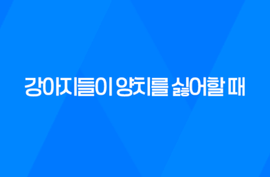 강아지 양치, 강아지들이 양치를 싫어할 때 대처 방법은? 17