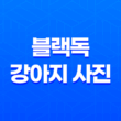 블랙독 강아지 사진 루이와 구름이, 사랑스럽고 귀여운 멍멍이들 33