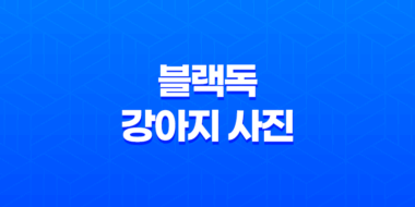 블랙독 강아지 사진 루이와 구름이, 사랑스럽고 귀여운 멍멍이들 39