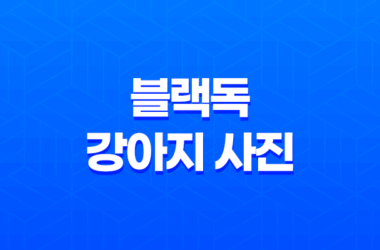블랙독 강아지 사진 루이와 구름이, 사랑스럽고 귀여운 멍멍이들 14 블랙독 강아지 사진 루이와 구름이, 사랑스럽고 귀여운 멍멍이들 13