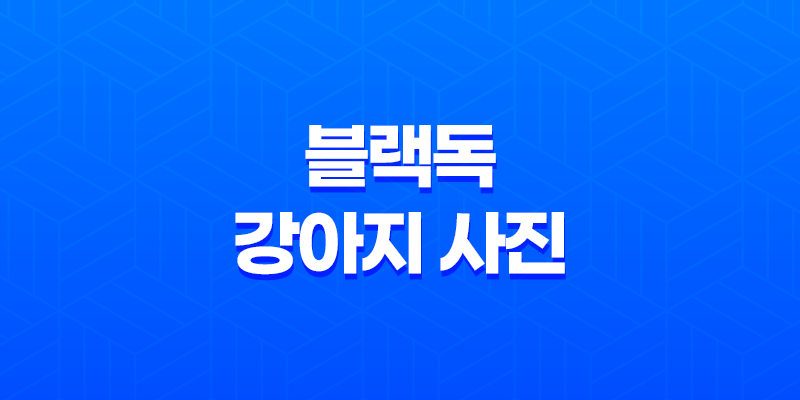블랙독 강아지 사진 루이와 구름이, 사랑스럽고 귀여운 멍멍이들 7
