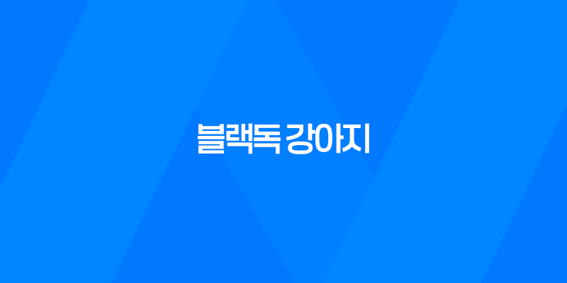 블랙독 강아지 사진 루이와 구름이, 사랑스럽고 귀여운 멍멍이들 8 블랙독 강아지 사진 루이와 구름이, 사랑스럽고 귀여운 멍멍이들 7