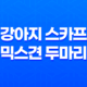 강아지 스카프 믹스견 두마리, 예쁘게 입는 법! 75