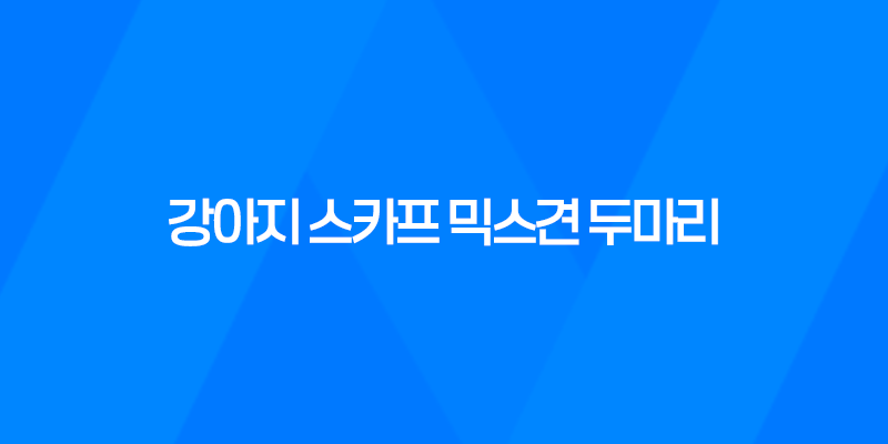 강아지 스카프 믹스견 두마리, 예쁘게 입는 법! 8 강아지 스카프 믹스견 두마리, 예쁘게 입는 법! 7