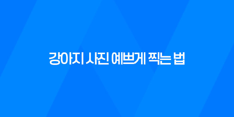강아지 사진 예쁘게 찍는 법 7가지 7