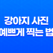 강아지 사진 예쁘게 찍는 법 7가지 117