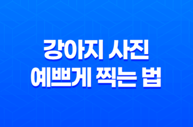 강아지 사진 예쁘게 찍는 법 7가지 17