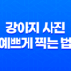 강아지 사진 예쁘게 찍는 법 7가지 39
