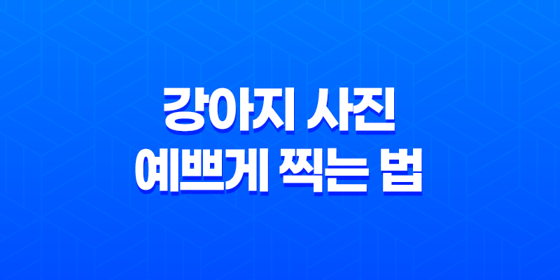 강아지 사진 예쁘게 찍는 법 7가지 7