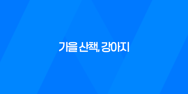 가을 산책, 강아지도 가을이 즐거워 8 가을 산책, 강아지도 가을이 즐거워 7