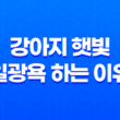 강아지 햇빛 일광욕 하는 이유, 꿀잠 81