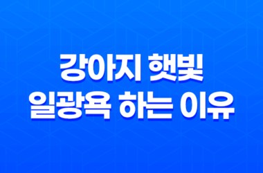 강아지 햇빛 일광욕 하는 이유, 꿀잠 23