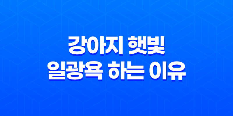 강아지 햇빛 일광욕 하는 이유, 꿀잠 7