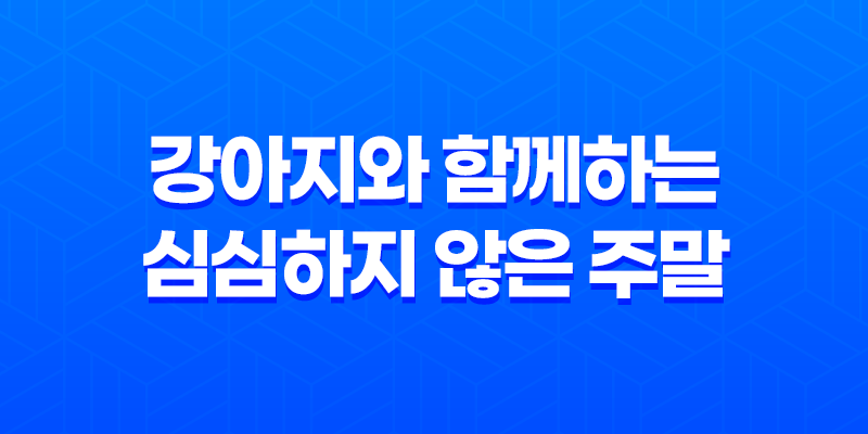 강아지와 함께하는 심심하지 않은 주말! 8 강아지와 함께하는 심심하지 않은 주말! 7