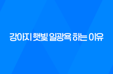 강아지 햇빛 일광욕 하는 이유, 꿀잠 13