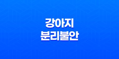 강아지 분리불안 절대 혼자두지마세요! 69