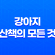 강아지 산책의 모든 것, 비 오는 날과 태풍 이후 43