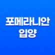 포메라니안 입양(+ 전주 애견분양 첫 반려견) 51