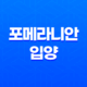 포메라니안 입양(+ 전주 애견분양 첫 반려견) 33