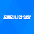 포메라니안 입양(+ 전주 애견분양 첫 반려견) 33