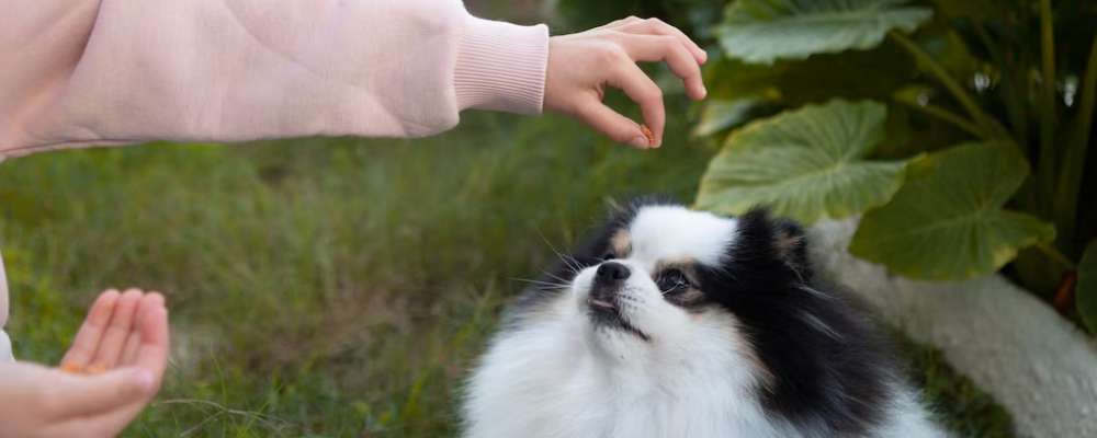 강아지 오이 급여 방법과 주의사항 - 건강한 급여 방법으로 알뜰하게! 3