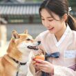 강아지 곶감 급여하는 방법 및 주의 사항 29