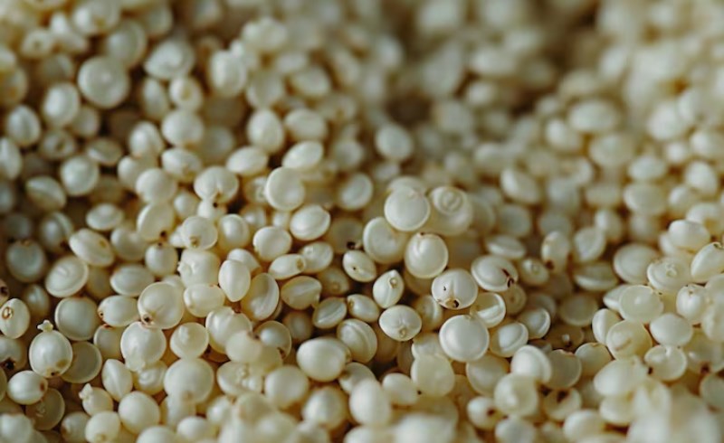 율무 섭취시 주의사항