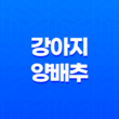 강아지 양배추 급여 시 주의 사항과 양배추의 효능 1