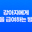 강아지에게 귤을 급여하는 방법과 주의사항 25