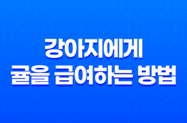 강아지에게 귤을 급여하는 방법과 주의사항 29