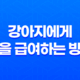 강아지에게 귤을 급여하는 방법과 주의사항 19